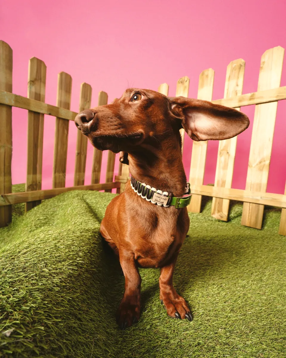 Mushu Dog Collar